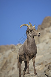 一只年轻的沙漠大角羊羔图片