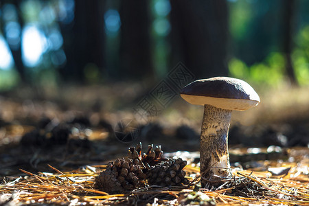 比尔长时间雨后苔藓中的森林蘑菇图片