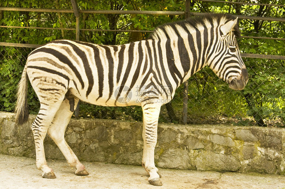 非洲斑马非洲斑马类Zebra图片