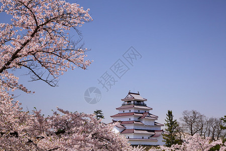 日本福岛的会津若松城和樱花图片