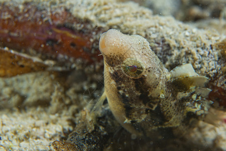 菲律宾宿雾的一条小鱼图片