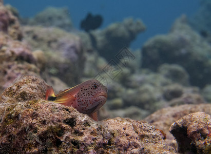 在马尔代夫一个多彩的中士鱼看着图片