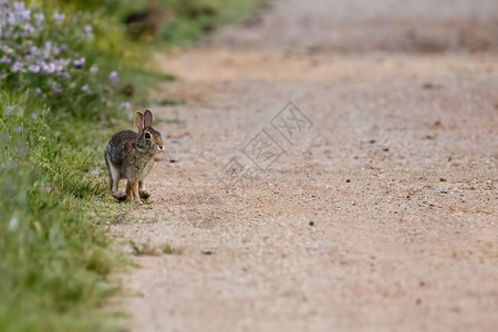 土巴兔一只杰克兔子跑向你背景