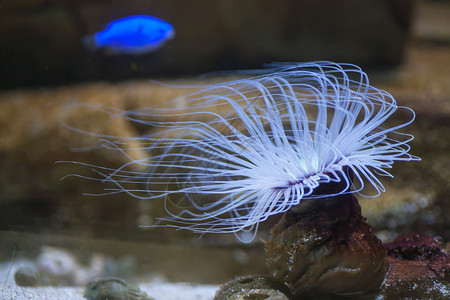 水族馆里的蓝色海葵图片