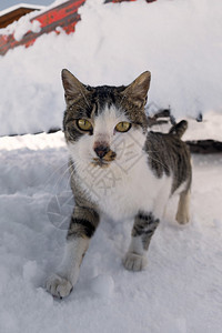 雪地里的一只黄眼睛猫图片