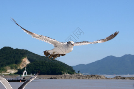 飞翔的海鸥湛蓝的天空图片