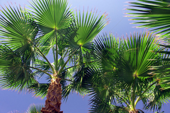 埃及绿叶嫩棕榈图片