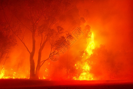 在晚上的森林火灾图片