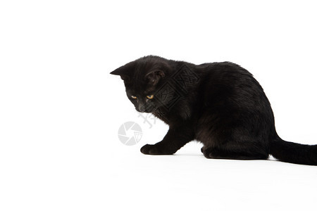 白色背景上的一只黑色小猫图片
