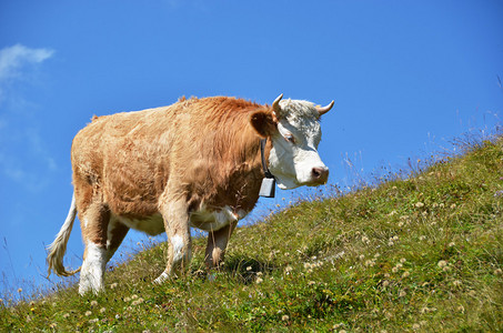 瑞士牛在高山草甸图片