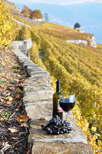 瑞士Lavaux地区葡萄园露台的一杯红图片