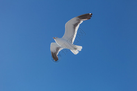 天空的海鸥图片