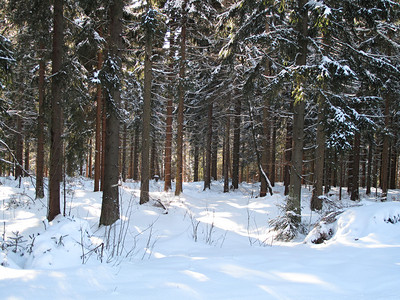 白雪皑的森林图片