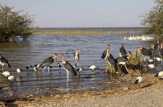 埃塞俄比亚兰加诺湖的鹳Leptoptiloscrumeniferus和非洲圣朱鹭Threskiornisaethio图片