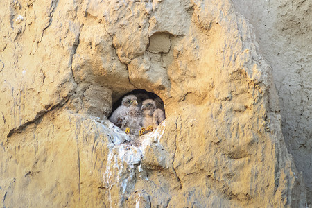 坐在巢中的鸡普通红隼falcotinnun图片