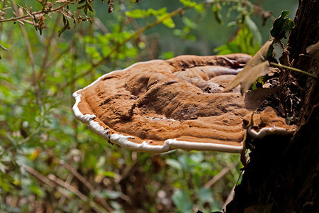 森林里的棕色蘑菇特写图片