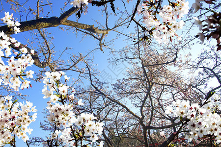 美丽的Sakuura广场供adv或图片