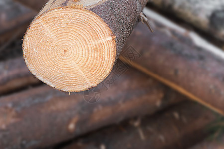松树横切木材细节图片