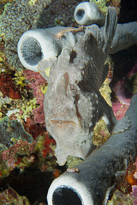菲律宾宿务硬珊瑚宏观上的青蛙鱼图片