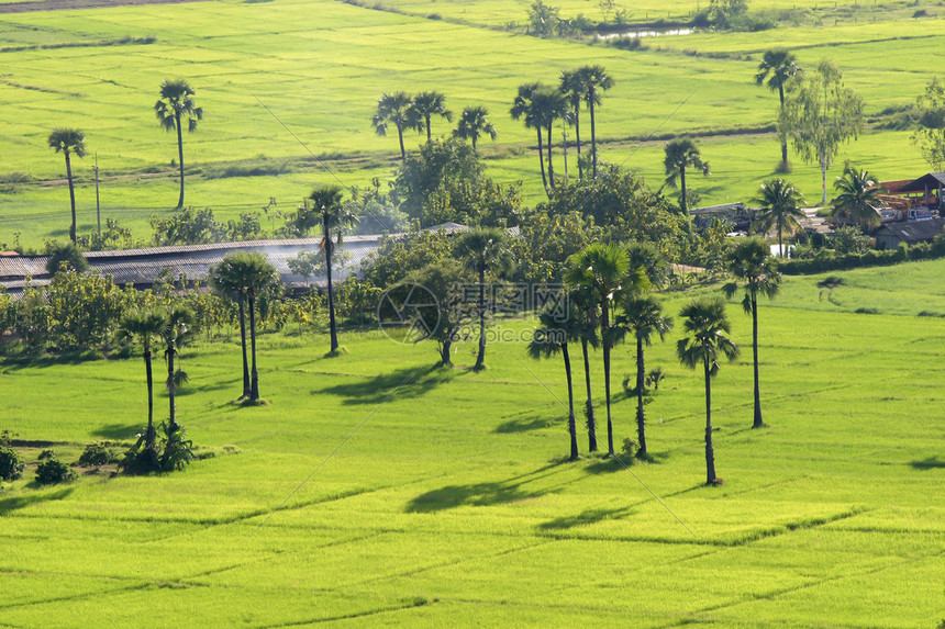 泰国清迈棕榈林绿稻田图片