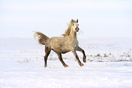 马在雪地疾驰图片