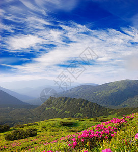 山里晴天杜鹃花图片