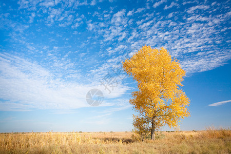 与黄色树的秋天背景图片