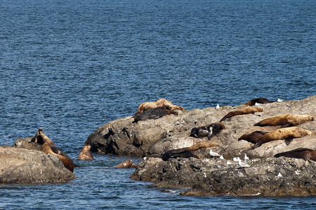 海狮躺在阿拉斯加Whittier图片