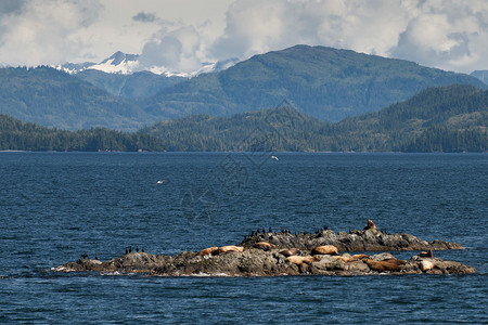 海狮躺在阿拉斯加Whittier图片