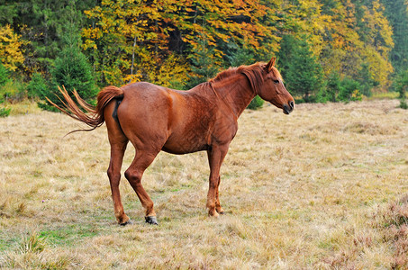 在牧场吃草的年轻种马背景图片