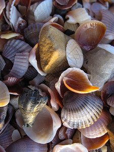 在一个沙滩泰国的贝壳图片