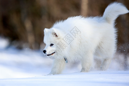 萨摩耶小狗在冬天图片
