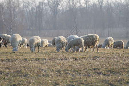 山羊群和牧羊群在图片