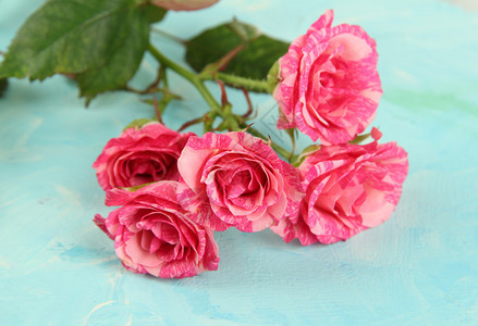 美丽的粉红玫瑰特图片