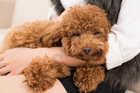 贵宾犬鼻子打盹的特写图片