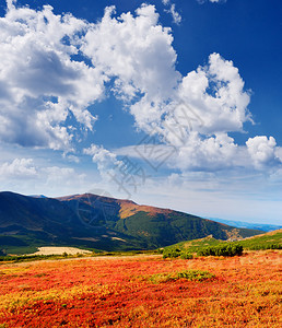 杜鹃红叶山中的夏日风景图片