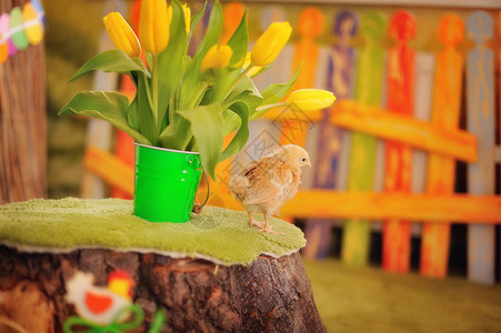 绿色背景上的黄色鸡和一束郁金香背景图片
