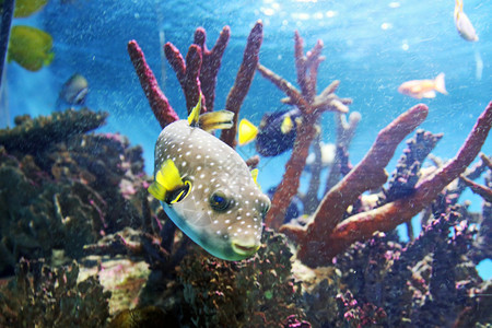 海底生物珊瑚礁图片