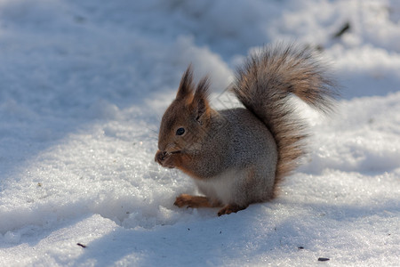 冬天雪地上松鼠的画像图片