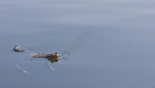 青蛙在蓝色的水中游泳图片