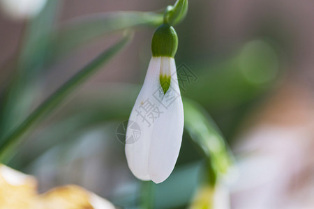 雪花莲图片