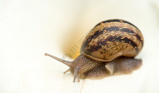 Snail特写图片