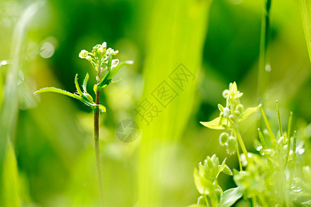 美丽的白色小白菊花的边框背景图片