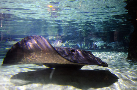 短尾黄貂鱼在水下游泳图片