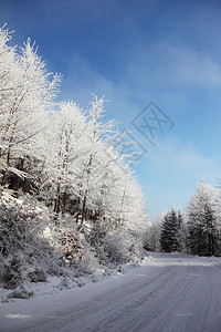 圣诞节早上寒雪的冬季森林图片