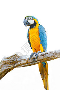 蓝色和Macaw孤图片