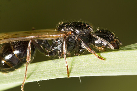 植物上收割器蚁Barbarus图片