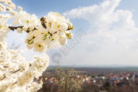 与蜜蜂和欧洲城市后面的鲜花图片