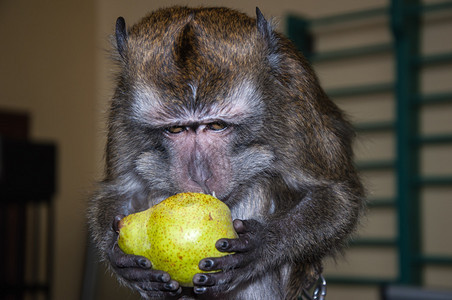猴子吃早餐图片