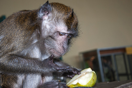 猴子吃早餐图片